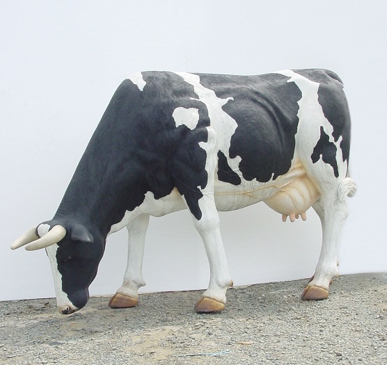 Cow with Head Down (eating her salad)